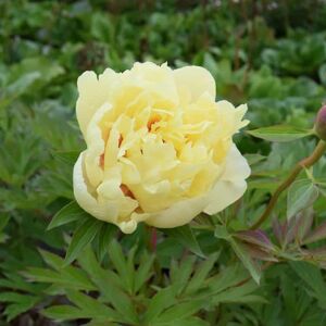 Paeonia 'Bartzella' (D - Yellow) ---